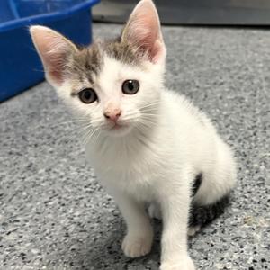 Spot, kitten, available for adoption