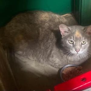 Bagel, young, available for adoption