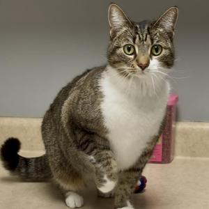 A tabby and white cat with green eyes sits on a counter looking at the camera.