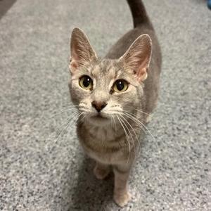 A gray cat with large green eyes and pointed ears, standing on a carpeted floor.
