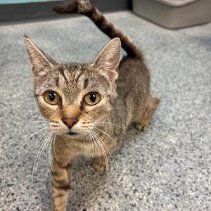 A tabby cat with a brown and black striped coat, standing on a gray carpeted floor. The cat has large, expressive yellow eyes and long white whiskers. Its ears are perked up, and its tail is raised and curved. The background includes a gray object, possibly a container or a piece of furniture.