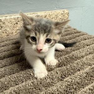 Stripey, kitten, available for adoption