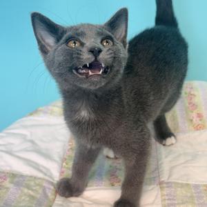 Sterling, kitten, available for adoption