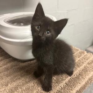 Dr. Black, kitten, available for adoption