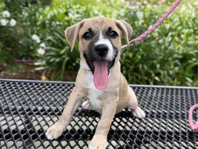 ADAM, Pit Bull Terrier, puppy, available for adoption