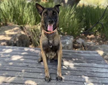 SPROCKET, Belgian Malinois, adult, available for adoption