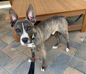a brindle-colored dog with white markings on its face and paws, standing on a tiled patio near a wooden table