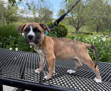DANA, Pit Bull Terrier, puppy, available for adoption