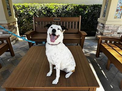 DUBU, English Setter, senior, available for adoption