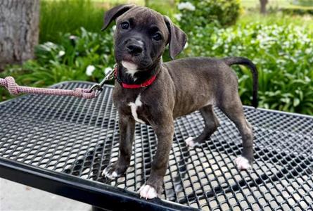 ALLY, Pit Bull Terrier, puppy, available for adoption