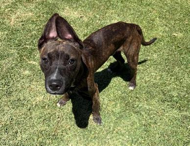MAX, Pit Bull Terrier, young, available for adoption