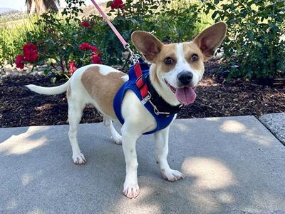 TOM SAWYER, Jack Russel Mix, young, available for adoption