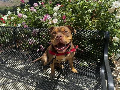 RUGER, Dogue de Bordeaux and Pit Bull Terrier, young, available for adoption