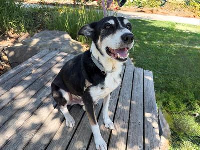 QUINN, Australian Shepherd, senior, available for adoption