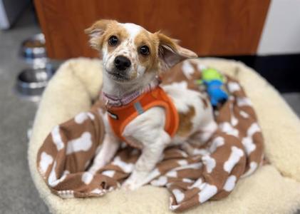 GEORGIE, Cavalier King Charles Spaniel, puppy, available for adoption