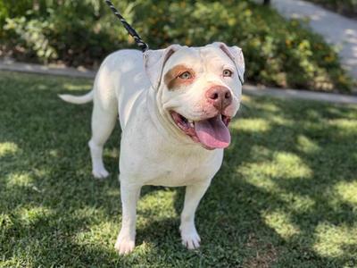 COOKIE CRUNCH, Pit Bull Terrier, adult, available for adoption