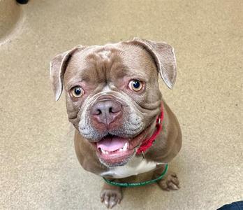 A brown dog with floppy ears and a red collar is looking up at the camera with its mouth open, showing its teeth.