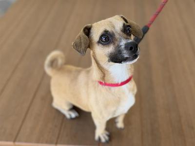 A small brown dog with a red collar and leash, sitting on a wooden floor.
