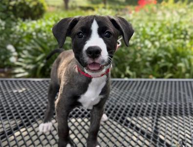 ABBY, Pit Bull Terrier, puppy, available for adoption