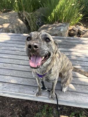 A brindle-colored dog with a black nose and bright eyes is sitting on a wooden bench. The dog is wearing a purple collar and has its mouth open, showing its tongue. The background includes green plants and rocks.