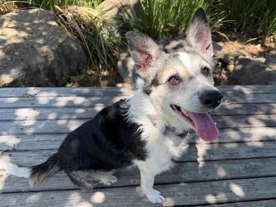 ABIGAIL, Australian Shepherd, senior, available for adoption