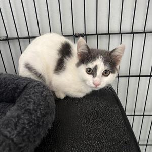 Ellie, kitten, available for adoption