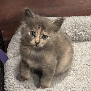 A fluffy gray kitten sitting on a soft, light-colored blanket.