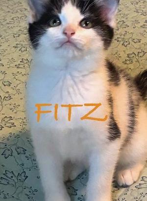 A black and white kitten with the name "FITZ" written in orange on its chest.