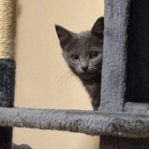 AJ, kitten, available for adoption