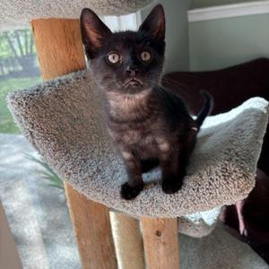 Curly, kitten, available for adoption