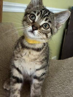 Keaton, kitten, available for adoption
