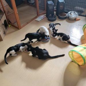 Chance, kitten, available for adoption