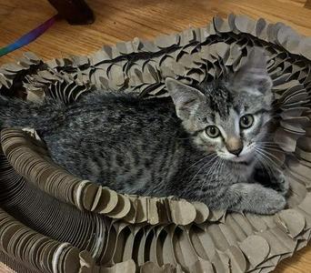 Langdon, kitten, available for adoption