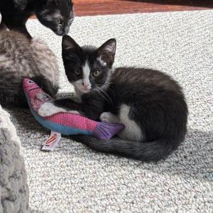 Candy, kitten, available for adoption