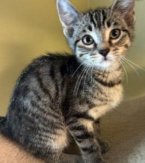 Elliott, kitten, available for adoption