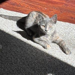 Cricket, kitten, available for adoption