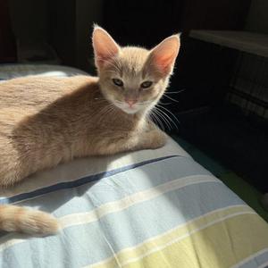 Biscuit, kitten, available for adoption