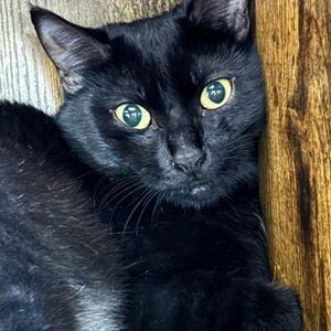 Bucky, kitten, available for adoption