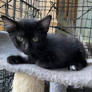 Beep Beep, kitten, available for adoption