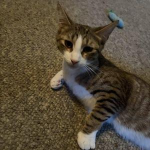 Bitsy, young, available for adoption