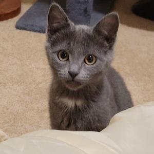 AJ, kitten, available for adoption