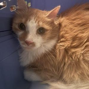 A fluffy orange and white cat with large, expressive eyes is lying down, looking directly at the camera. The cat has a soft, long fur coat and is resting on a blue surface.