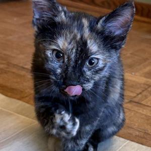 Brownie, kitten, available for adoption