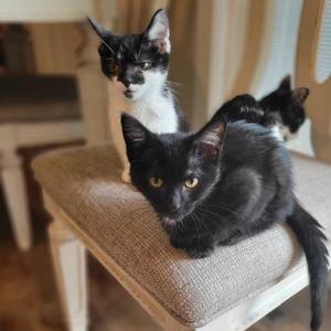 Charm, kitten, available for adoption
