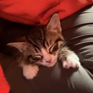 Josh, kitten, available for adoption