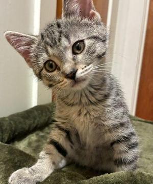Anya, kitten, available for adoption