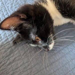 Chi, kitten, available for adoption