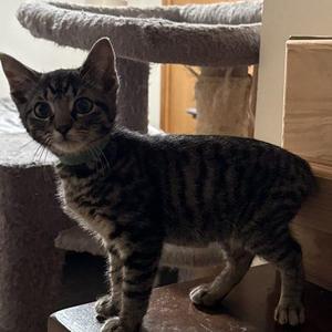 Grady, kitten, available for adoption