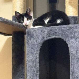 Jackie, kitten, available for adoption