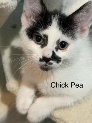 Chick Pea, kitten, available for adoption